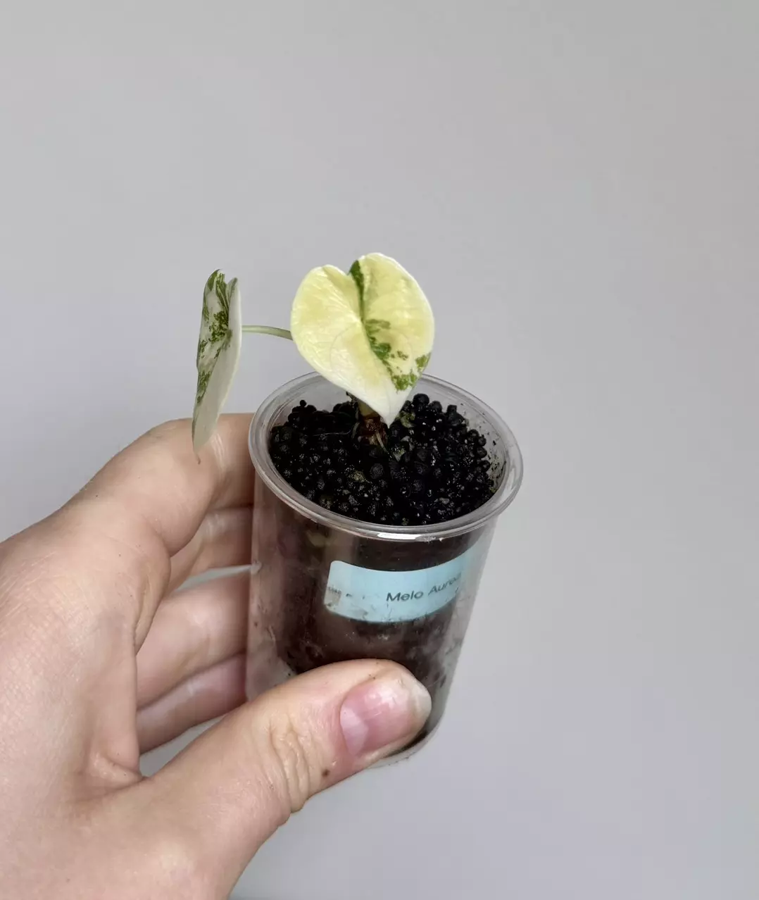 Alocasia Creamy Aurea Melo pup thumbnail