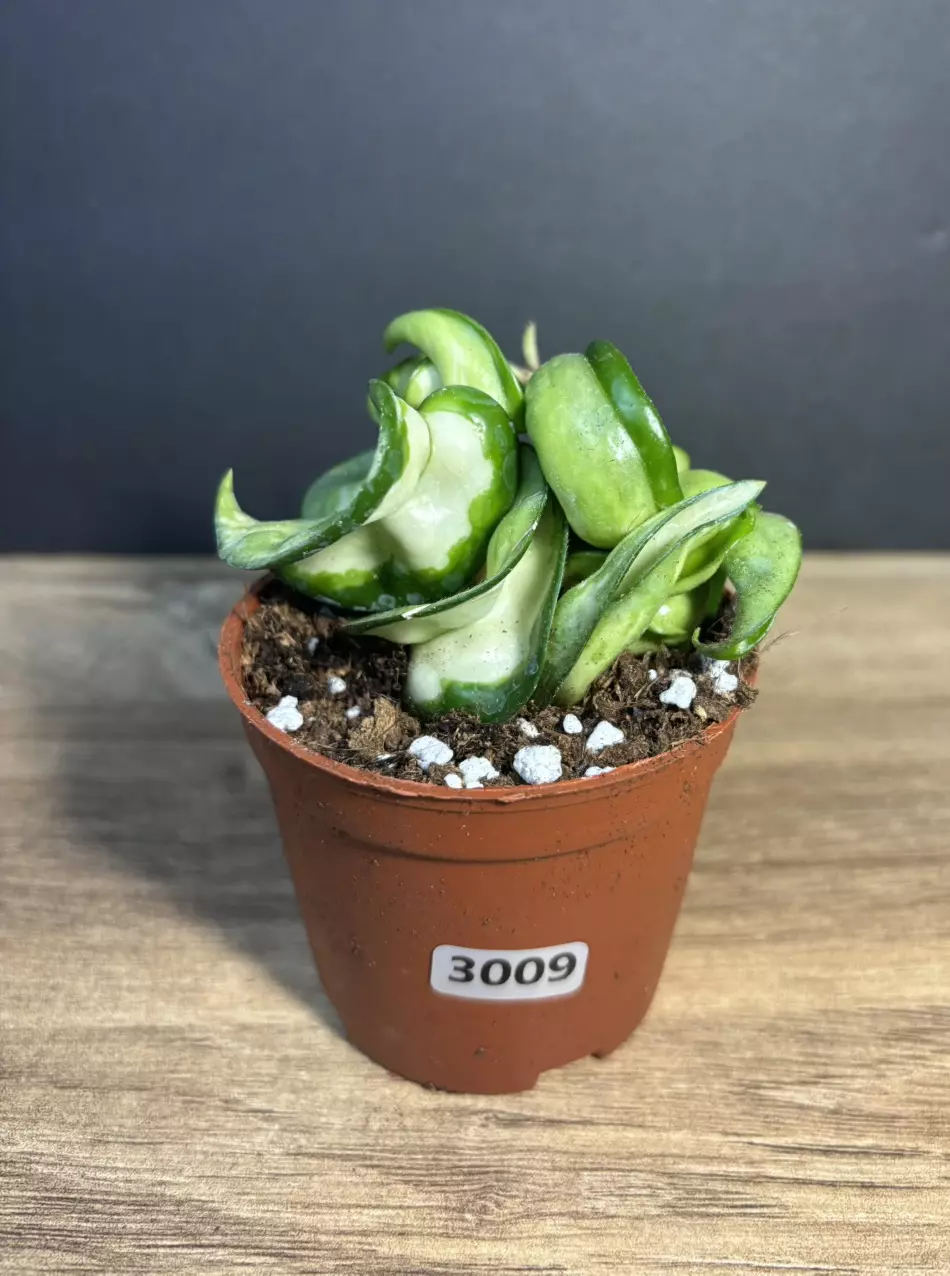 Hoya Compacta Inner Variegated ‘Mauna Loa’ Rope 3” 3009 thumbnail