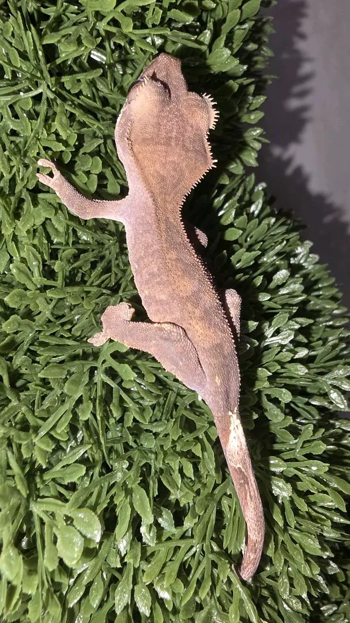 Phantom Cappuccino Crested thumbnail