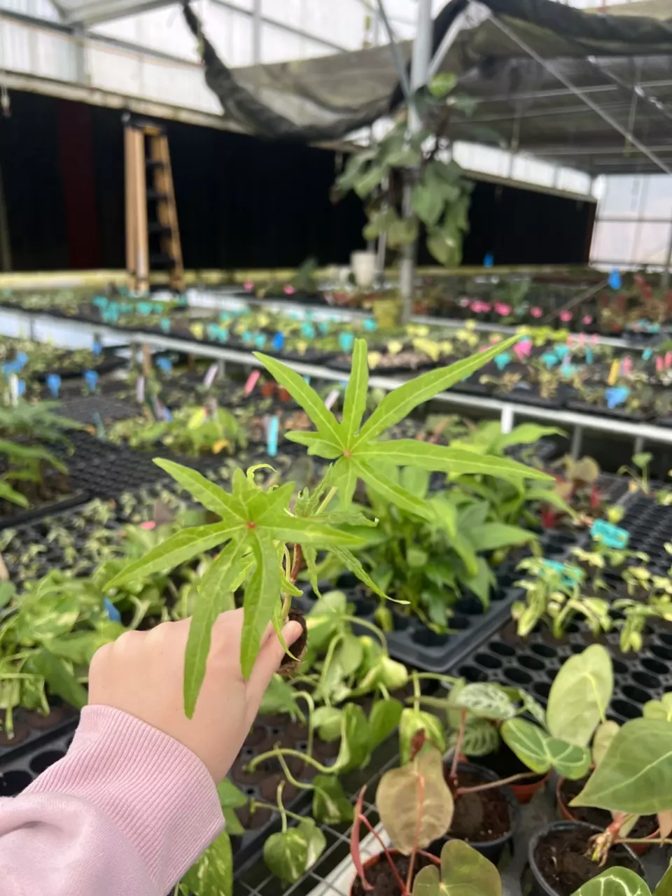 Abelmoschus Manihot ‘Chief Kubos Prize’ starter plant growers choice thumbnail