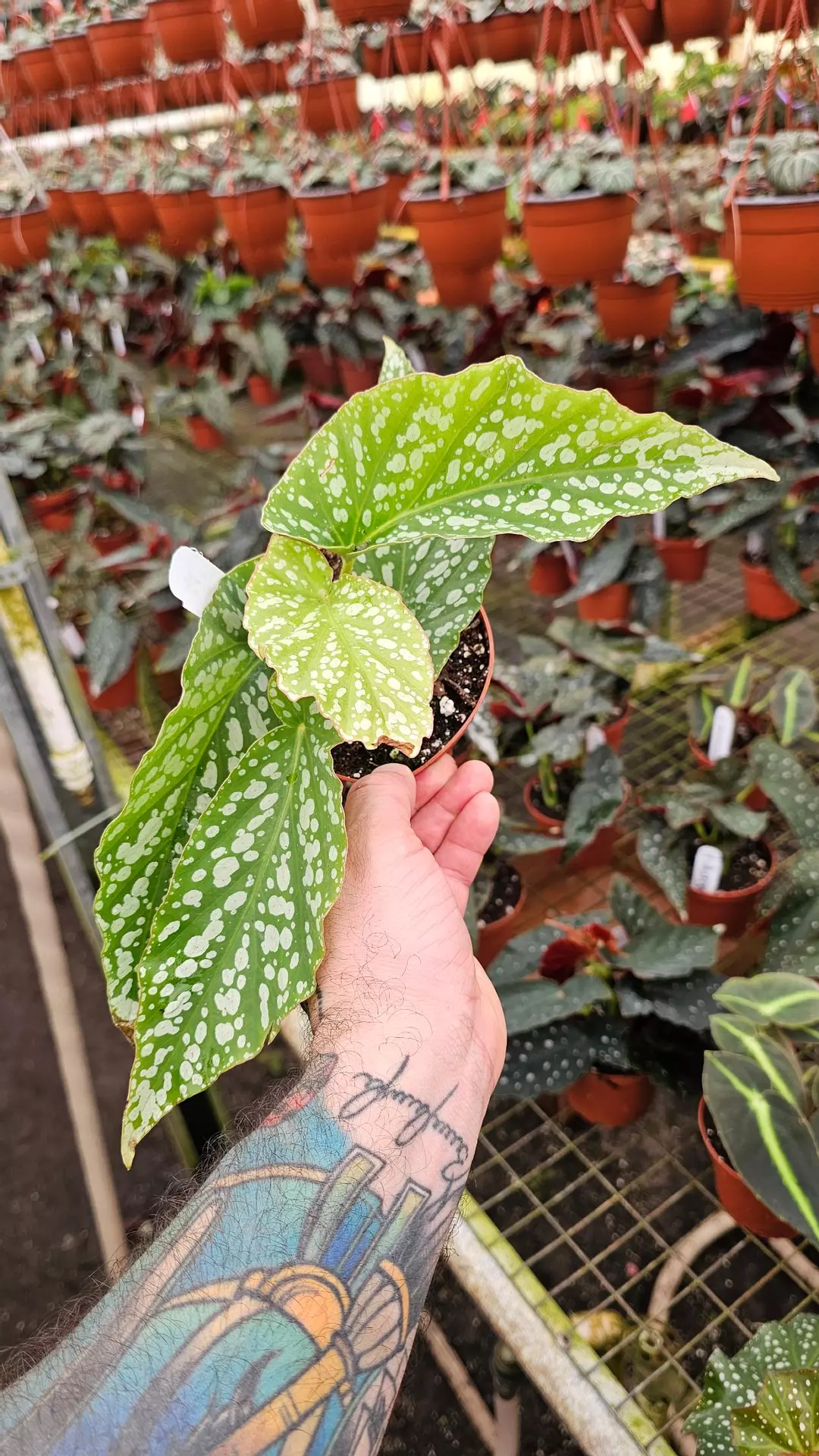 Maculata Avalanche 4in thumbnail