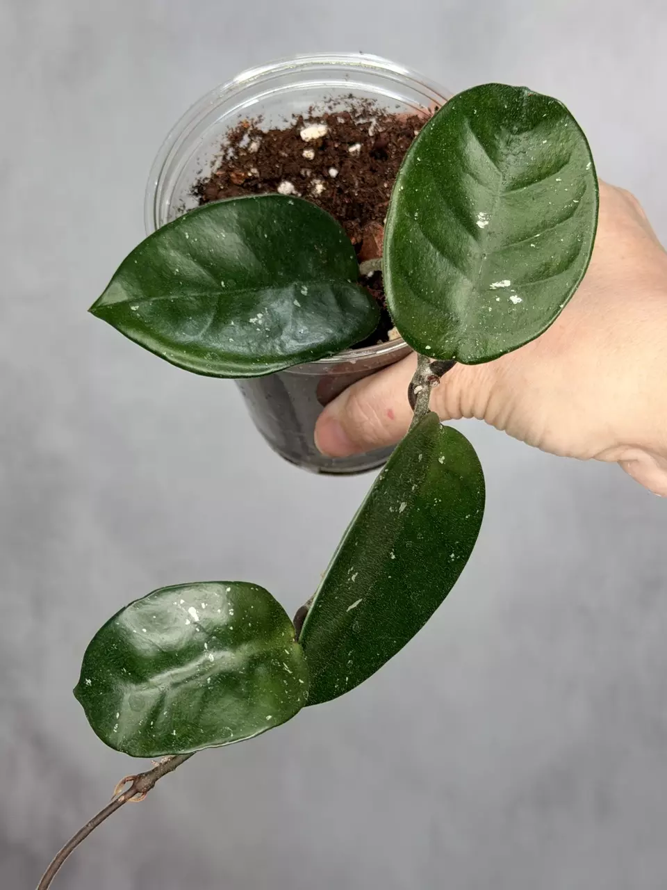 Hoya fungii (seedling, splash) thumbnail