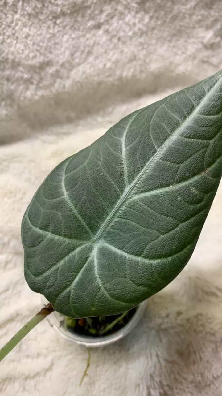 B58-Alocasia Dragon Moon hybrid pup- thumbnail