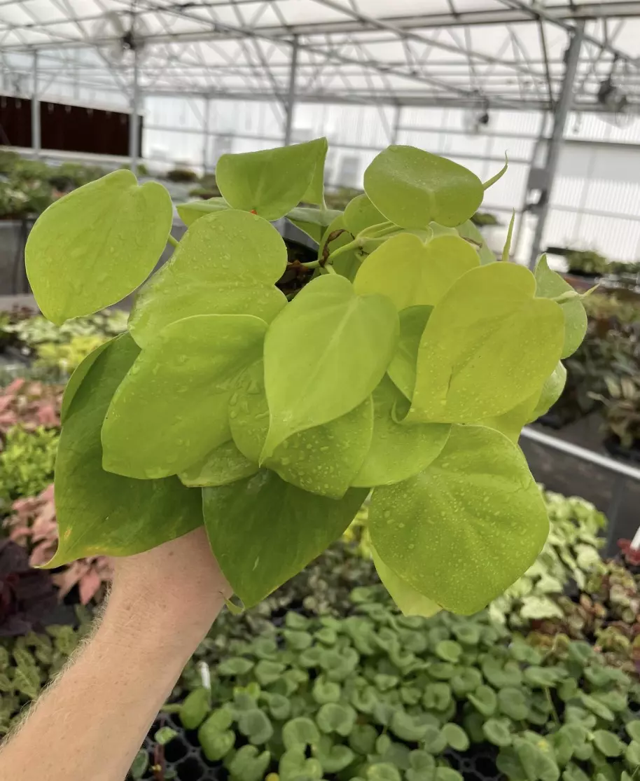 Philodendron cordatum lemon lime “neon” “4 thumbnail