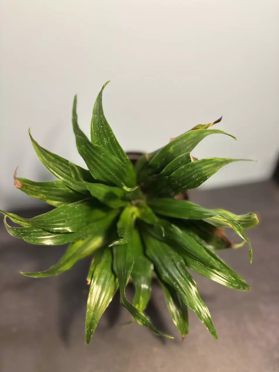 Dracaena thumbnail