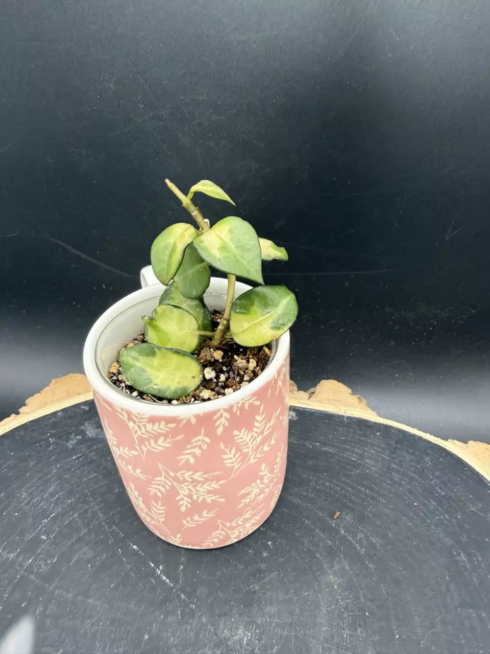 Lacunosa Golden Flame #278 thumbnail