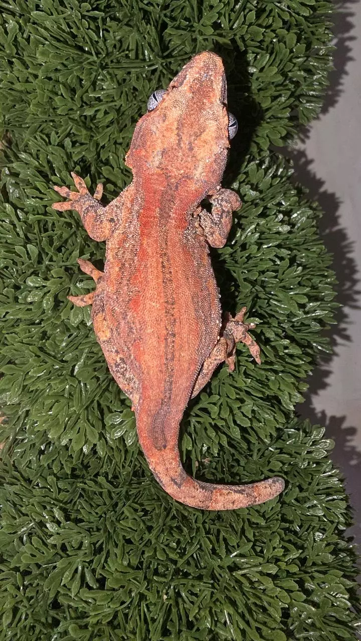 Pink base red stripe gargoyle thumbnail