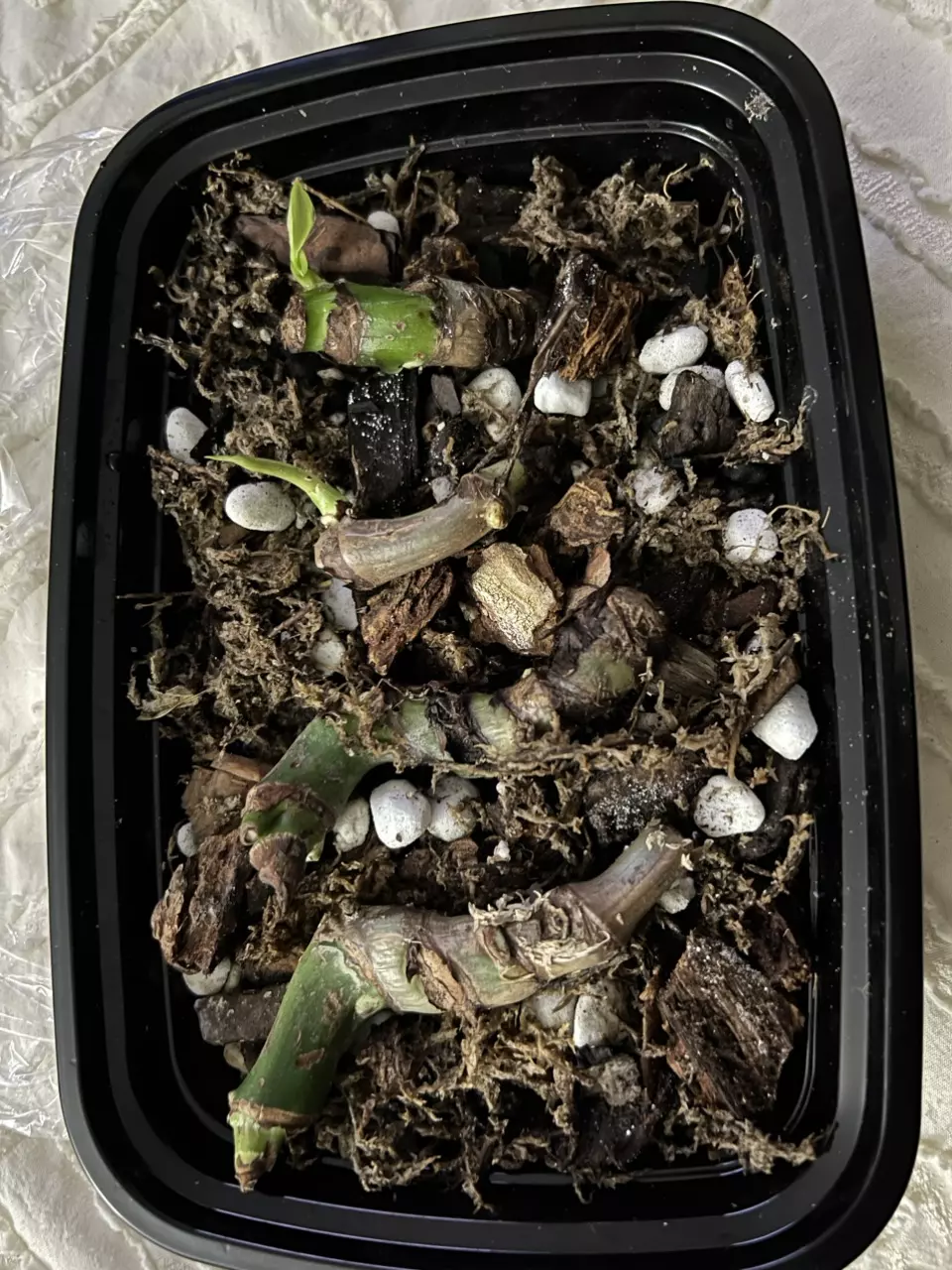 🌿 Philodendron Gloriousum — Active Growth Cuttings 🌿 thumbnail