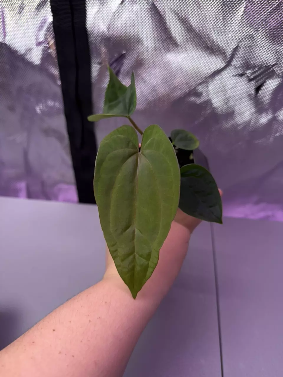 (#1565) Anthurium (AOS x BVEP) x dressleri RG thumbnail