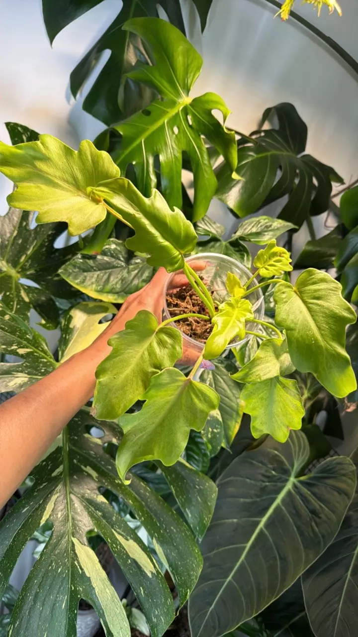 0398 Philo Xanadu Varigated thumbnail