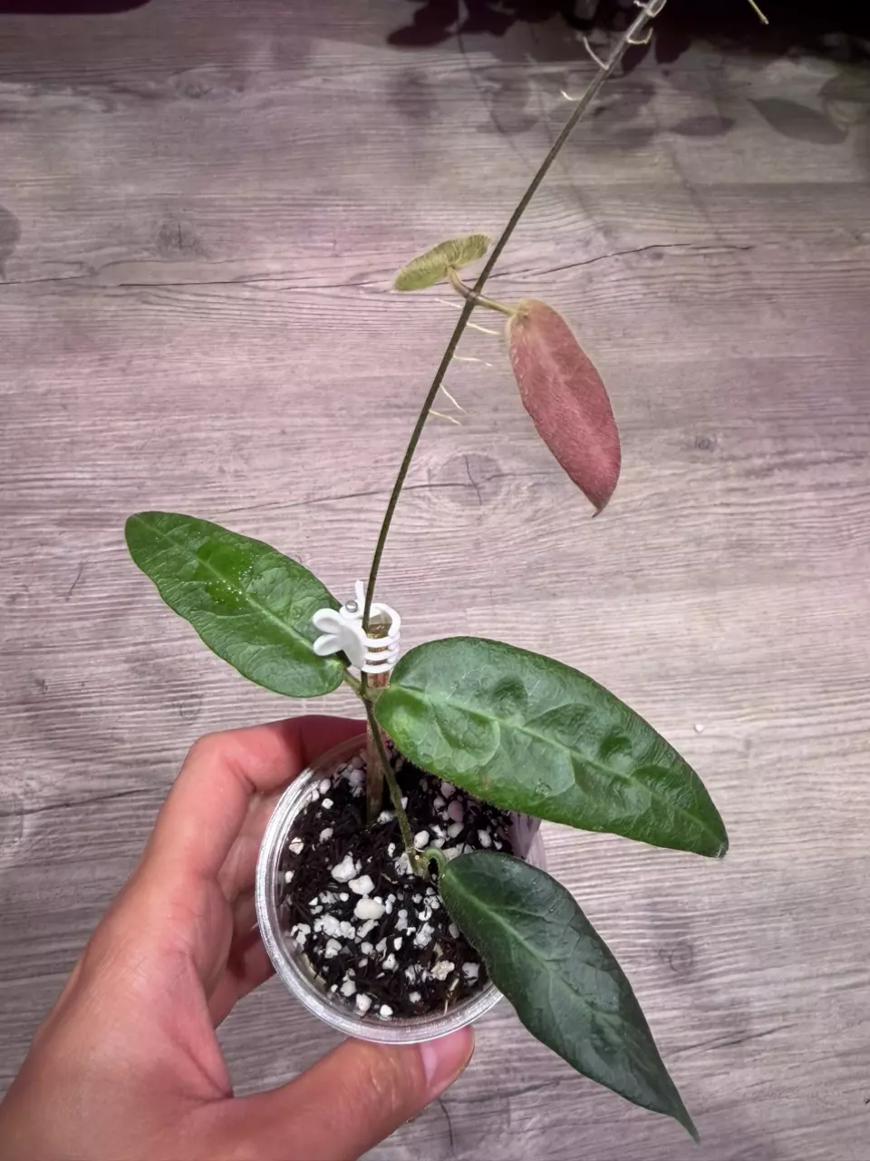 Hoya Patella pink thumbnail