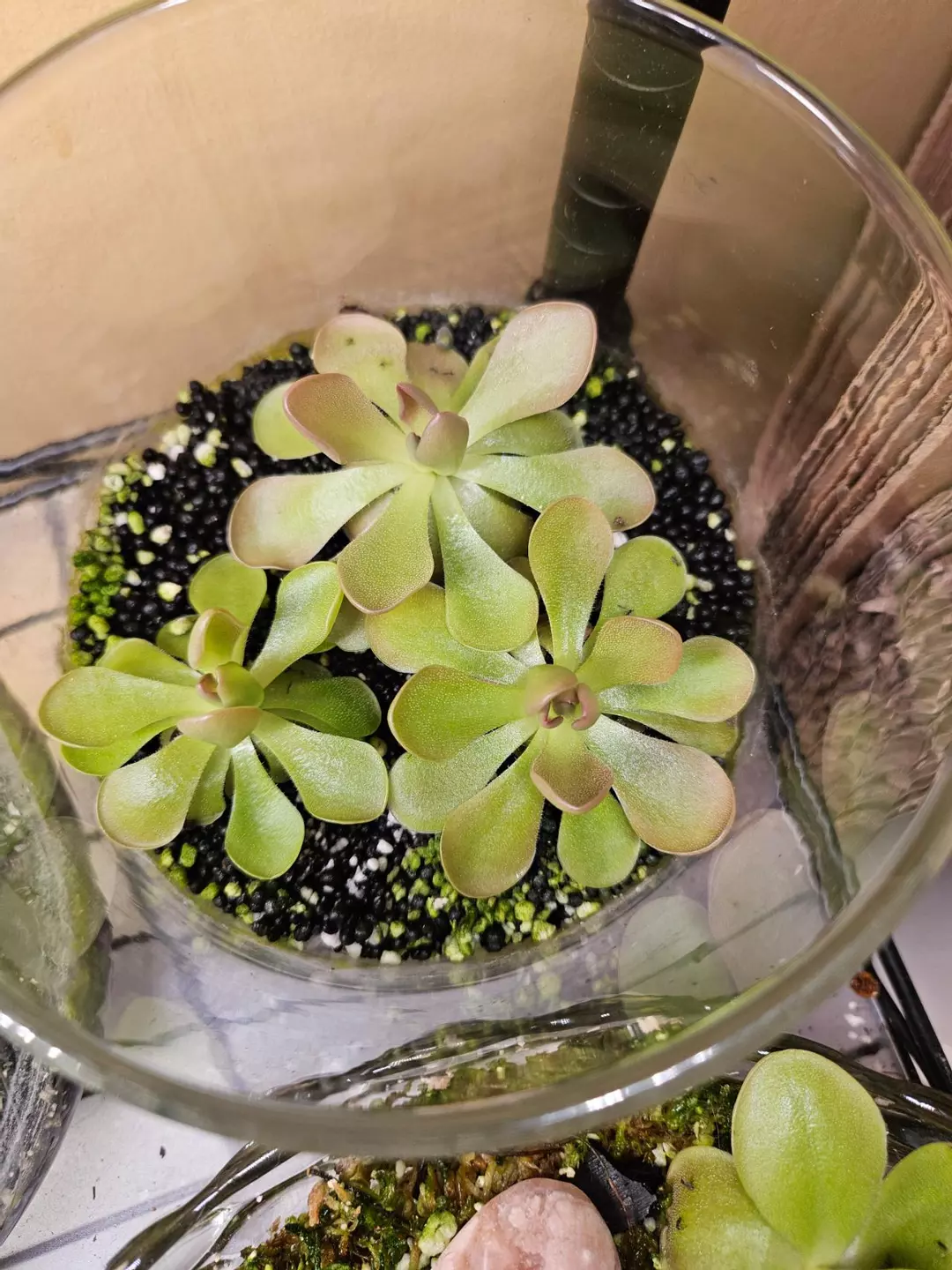 Pinguicula sethos 1 big thumbnail