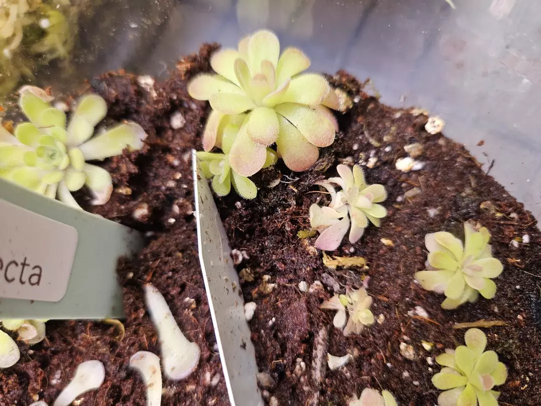 Pinguicula Johanna with baby attached thumbnail