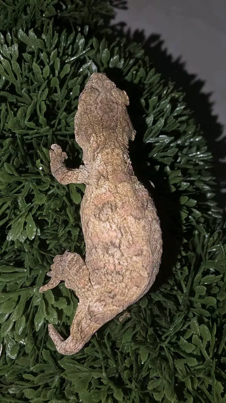 High pink Leachianus thumbnail