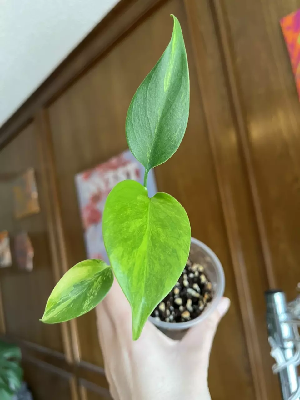 Monstera Aurea (Balanced Variegation, easy grower) thumbnail