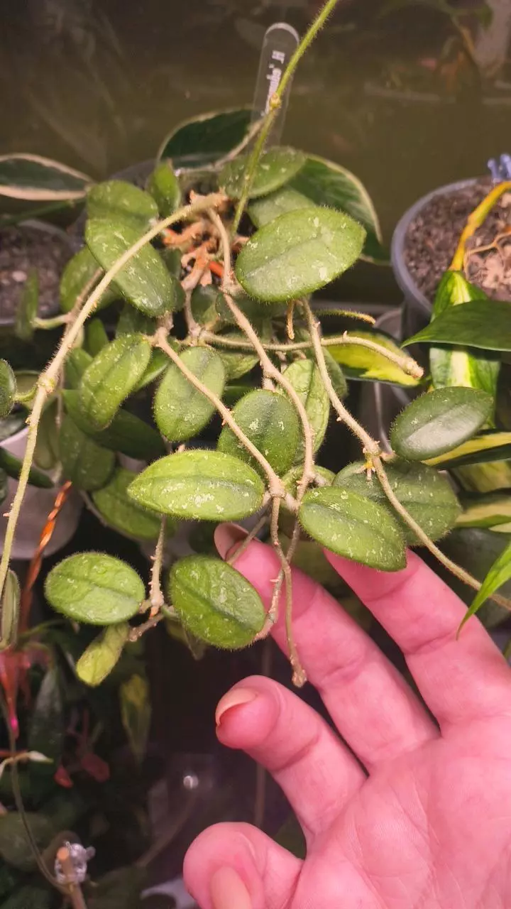 6 nodes for tiffany thumbnail