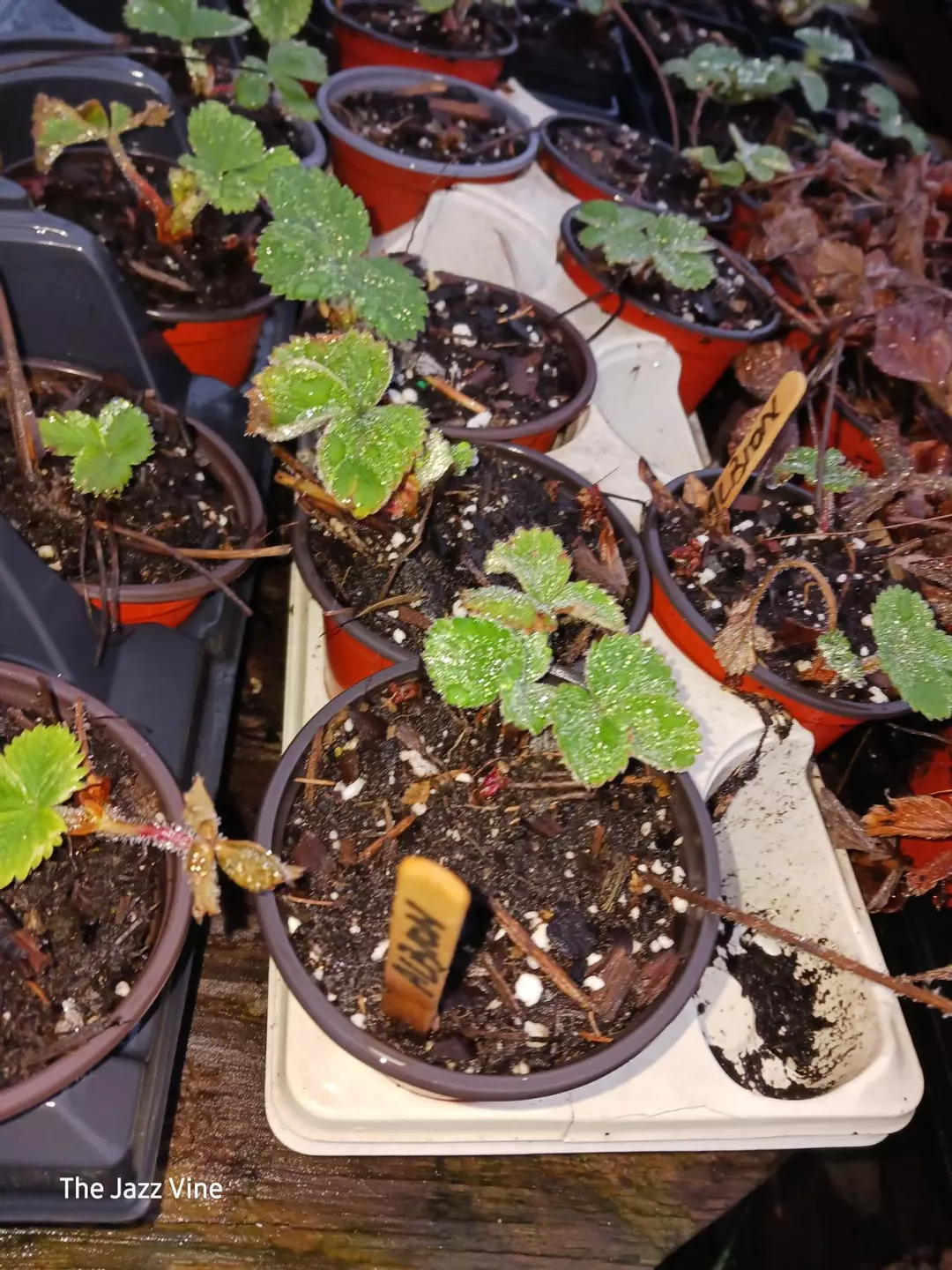 Strawberry Albion thumbnail