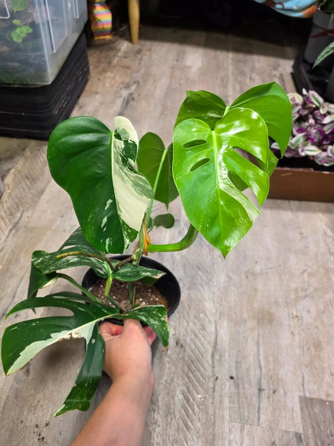 8" Monstera Albo #1 thumbnail