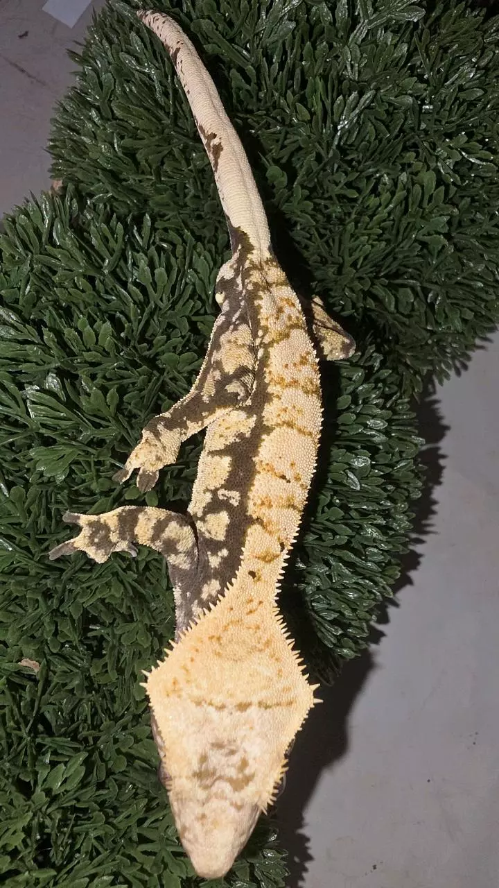 Extreme whitewall Crested thumbnail