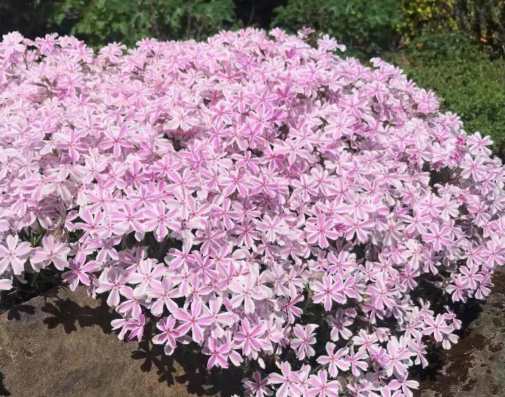 Candy stripe creeping phlox perennial thumbnail