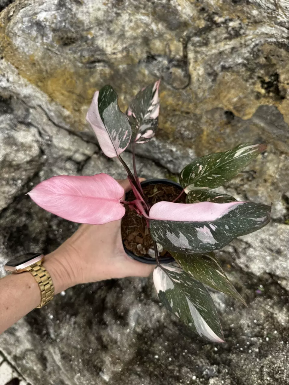 Philodendron Pink Princess Galaxy 4” thumbnail