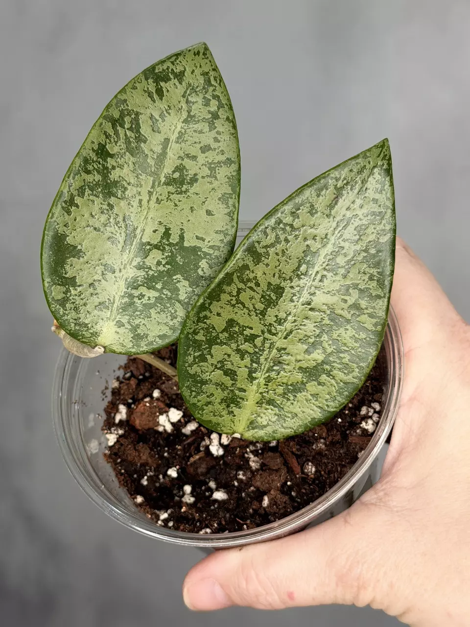 Hoya ‘Rime’ (splash) thumbnail