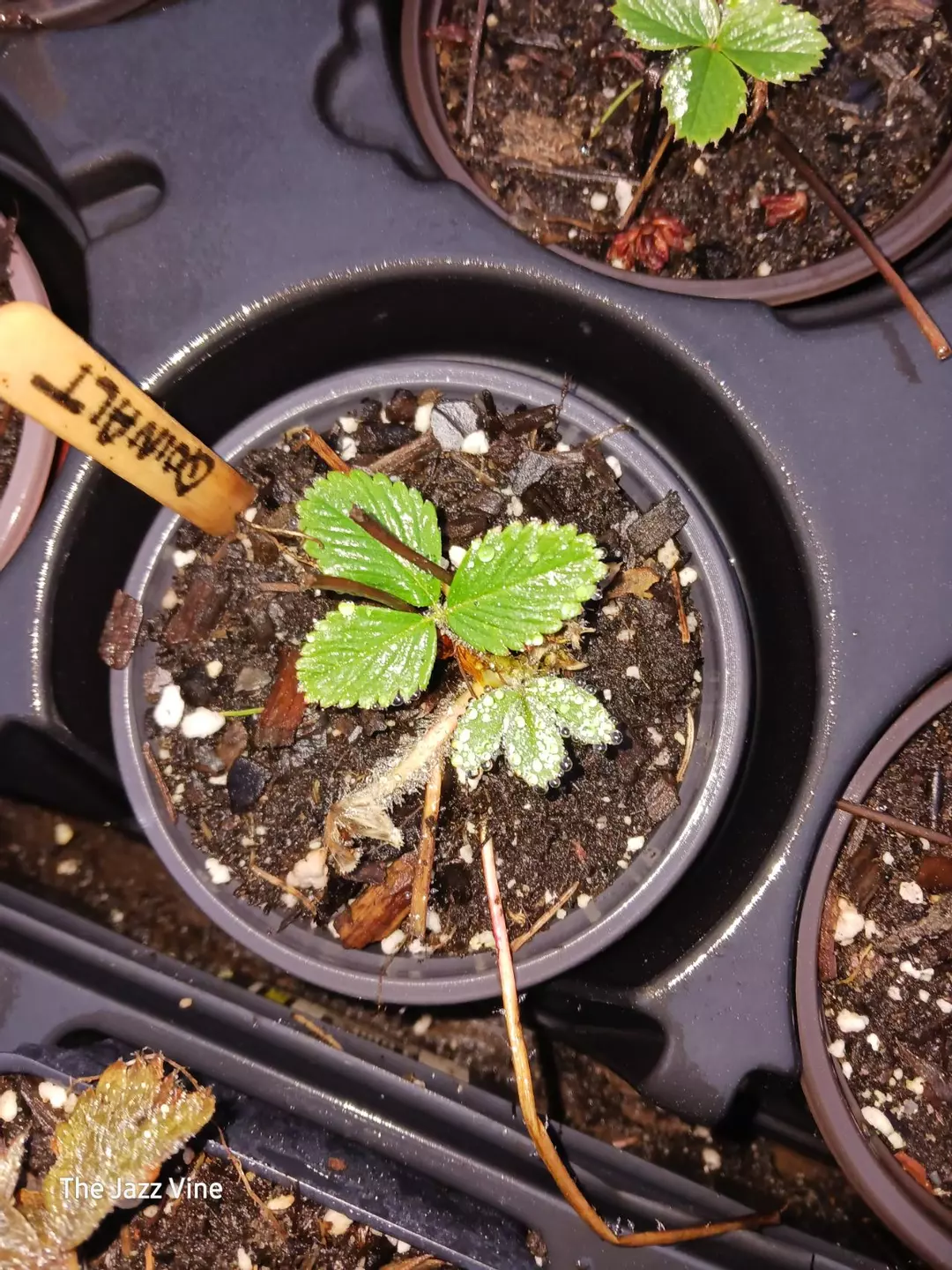 Strawberry Quinault thumbnail