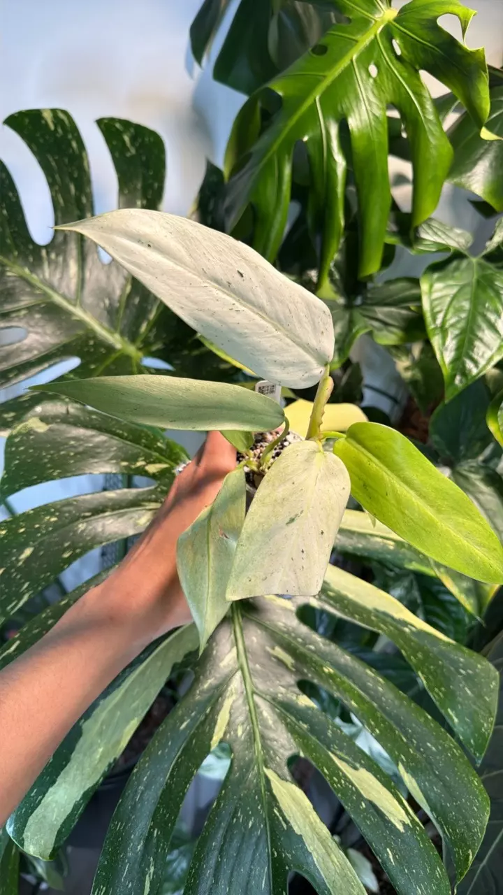 0390 Philo Whipple Way thumbnail