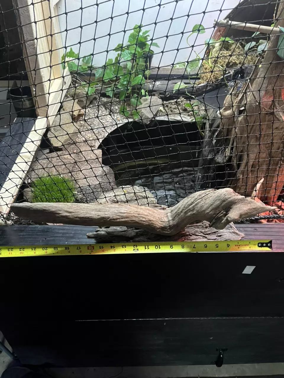 Drift wood on oak drift wood thumbnail