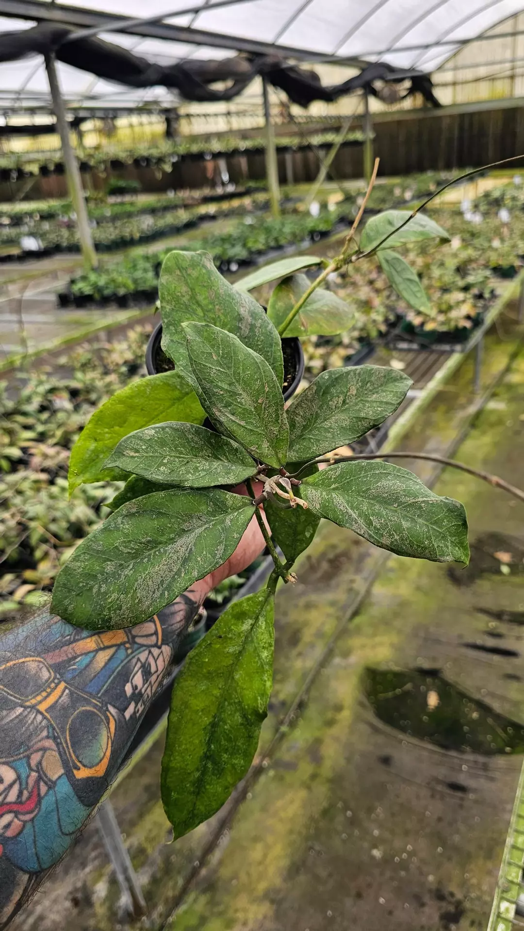 Hoya Chicken Farm 4in thumbnail