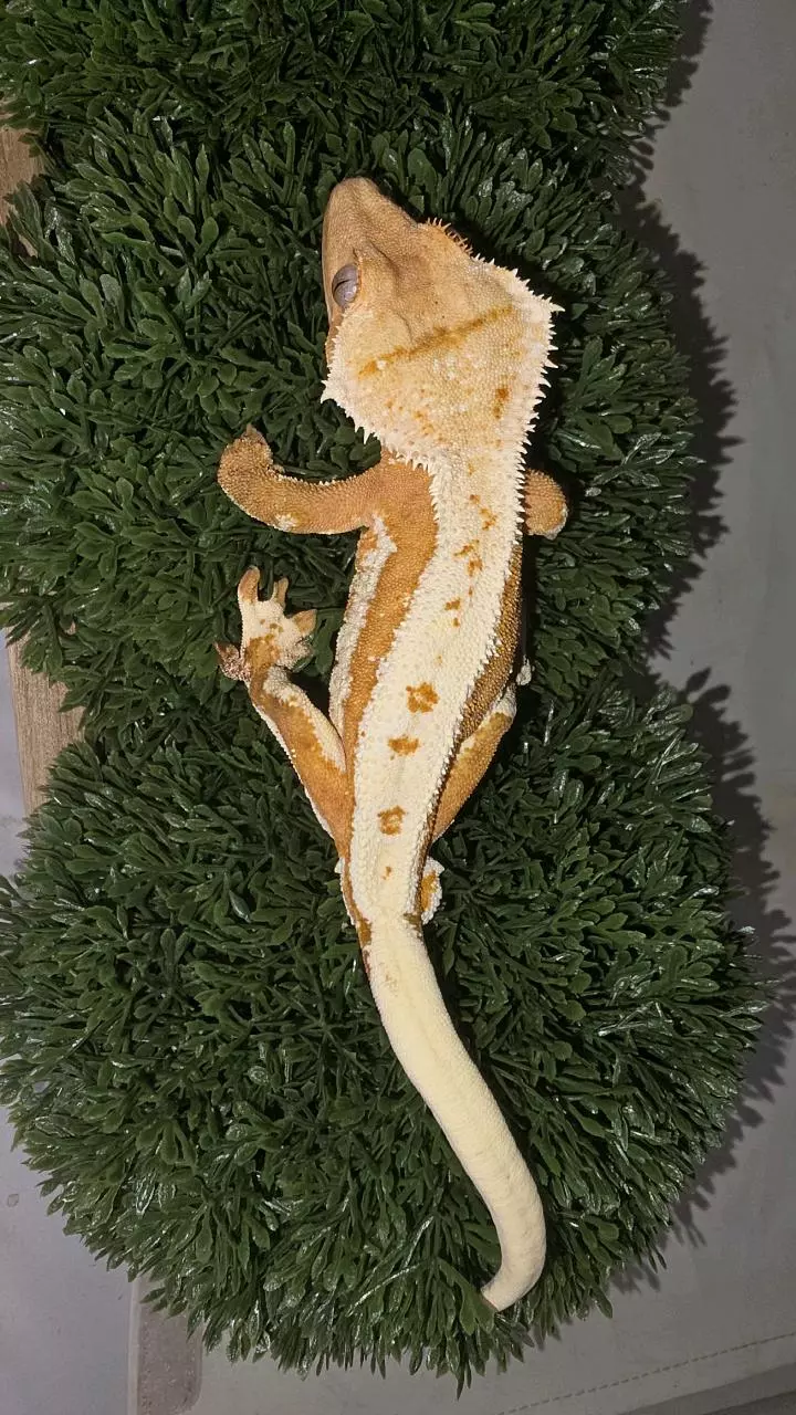 BRIGHT Orange Lily White M thumbnail