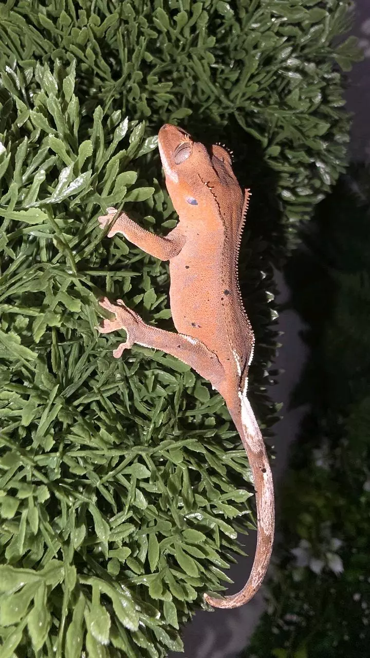 Cappuccino Crested thumbnail