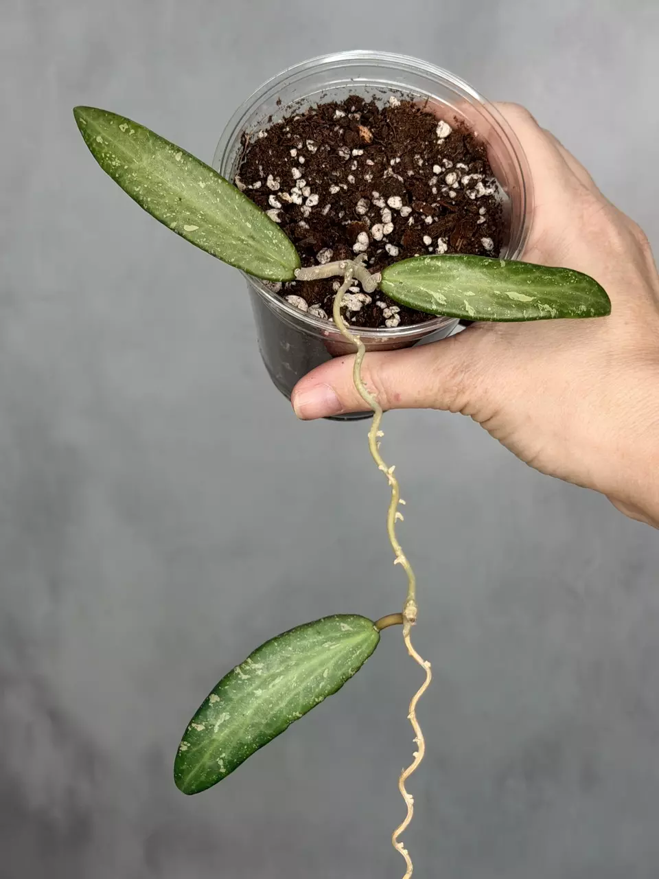 Hoya sp. Loei Province thumbnail