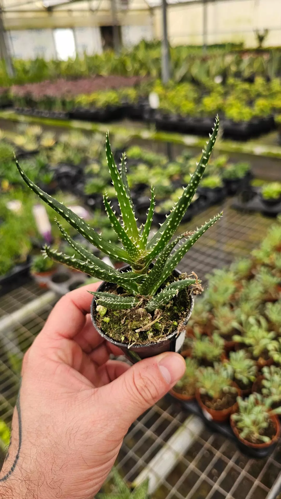 Aloe hybrid "Tachi" 2in thumbnail