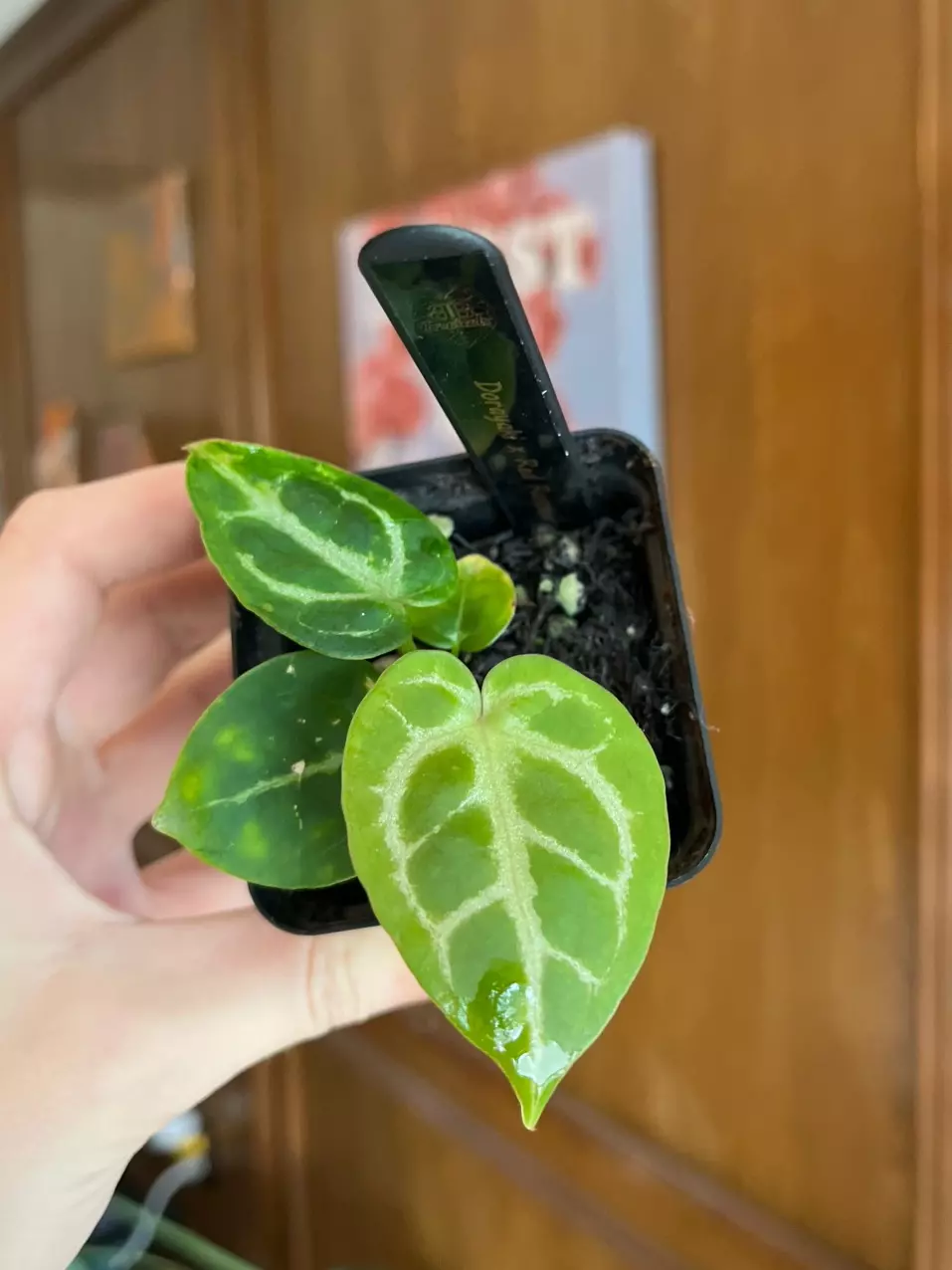 Dorayaki x Red Raspberry thumbnail