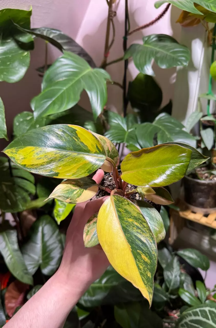 Red Congo Variegated thumbnail