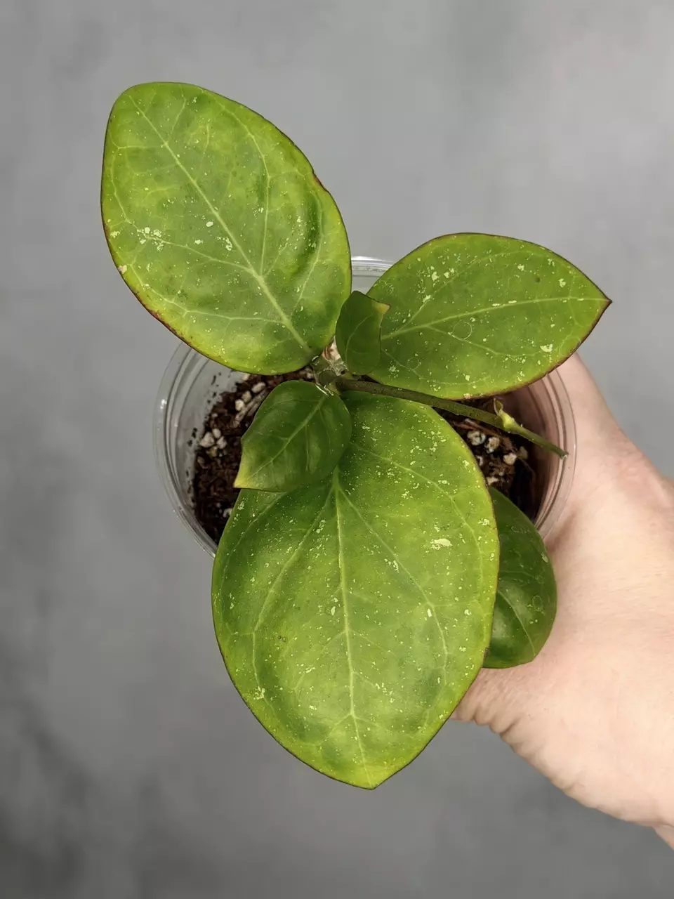 Hoya MB 1497 (Erythrina x Genieve) thumbnail