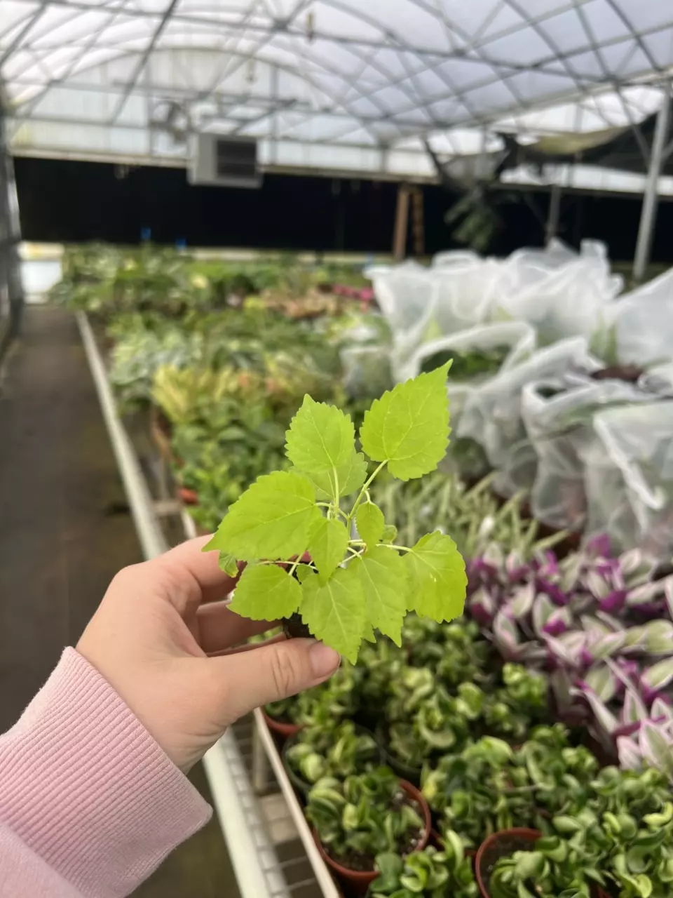 Morus ‘Dwarf Everbearing’ starter plant growers choice thumbnail