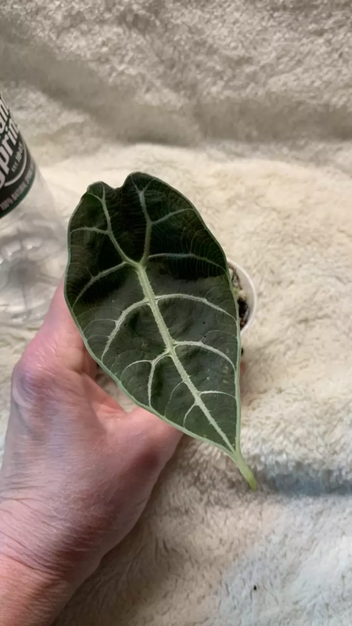 B62-Alocasia Pink Watsoniana- possible revert thumbnail