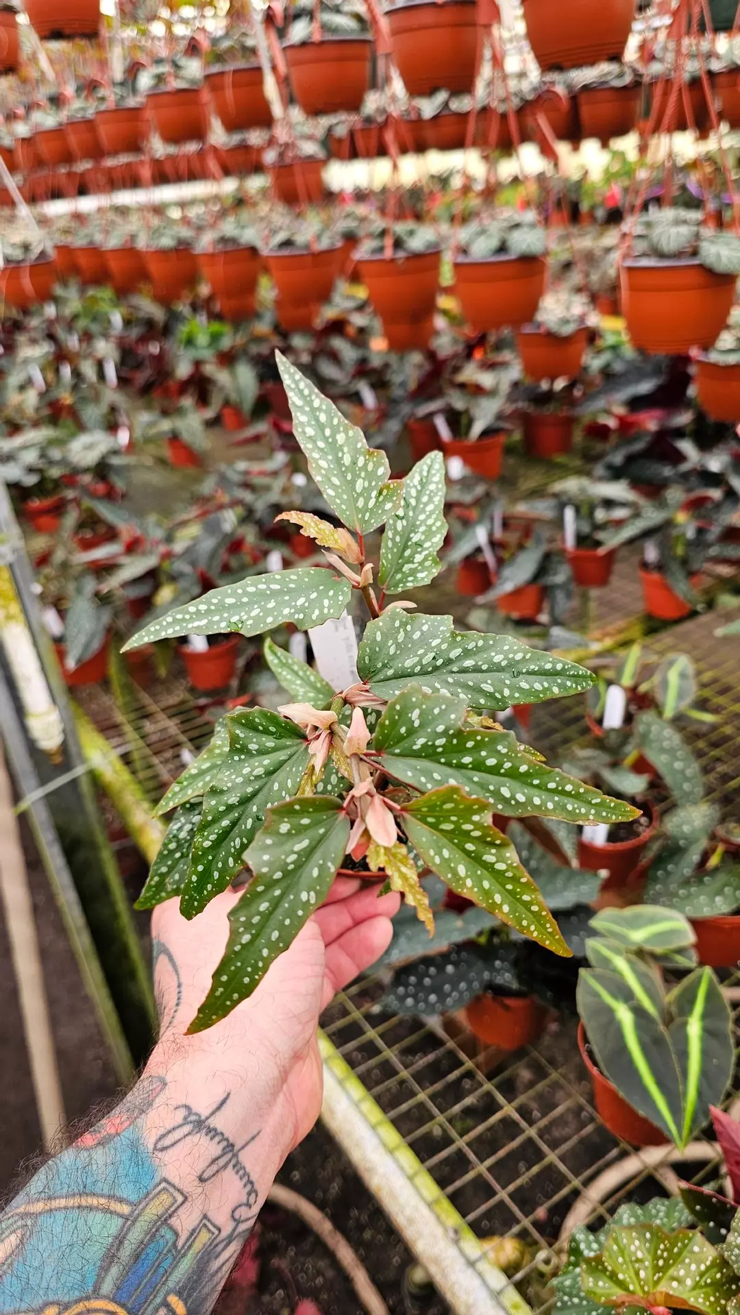 Maculata Medora 4in thumbnail