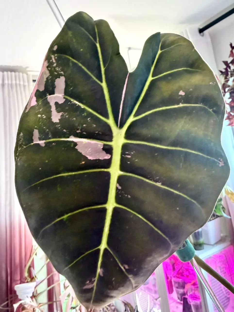 PINK Golden Bone CORM Alocasia thumbnail