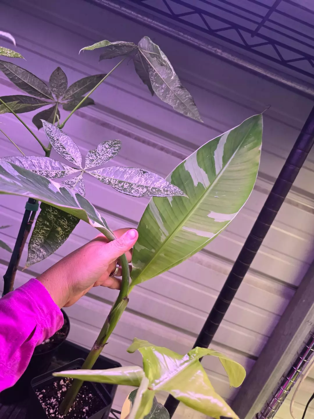 5sq var. musa banana #5830 thumbnail