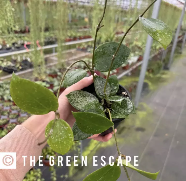 Hoya Parasitica Splash 4” pot growers choice thumbnail