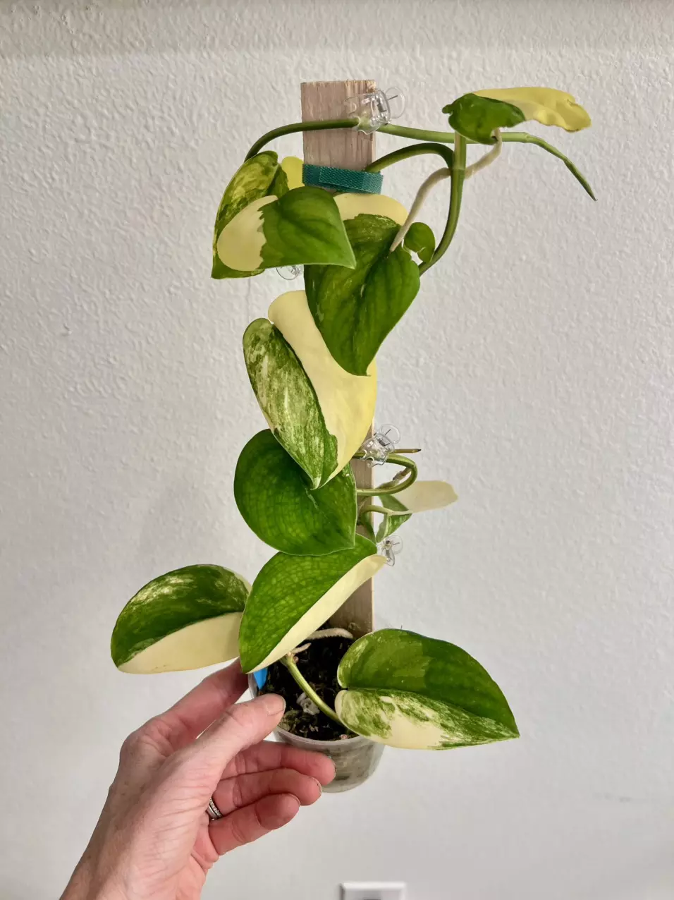 Scindapsus jade satin A thumbnail