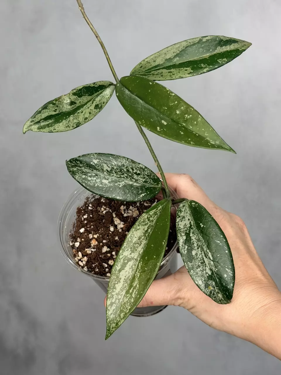 Hoya pubicalyx (splash) thumbnail