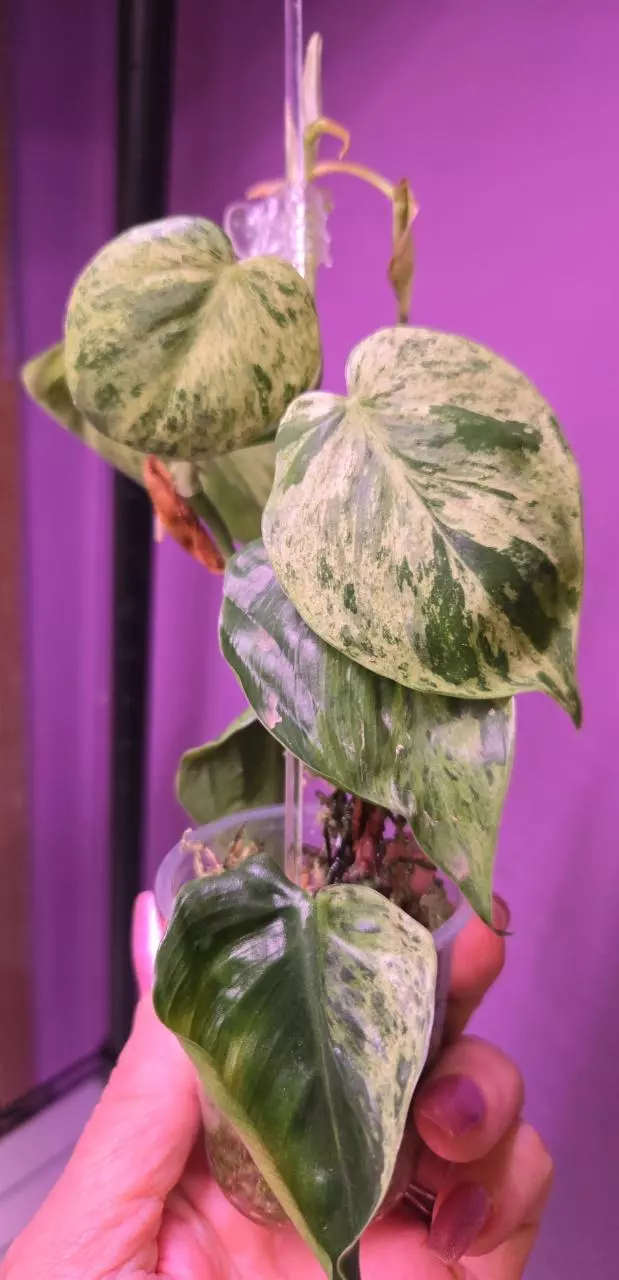 Heartleaf Marble Philodendron thumbnail