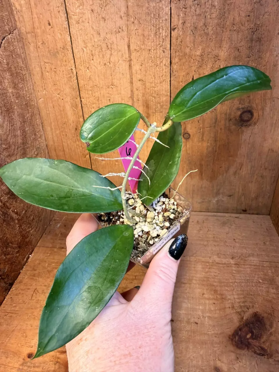 426 Hoya UT 039 thumbnail