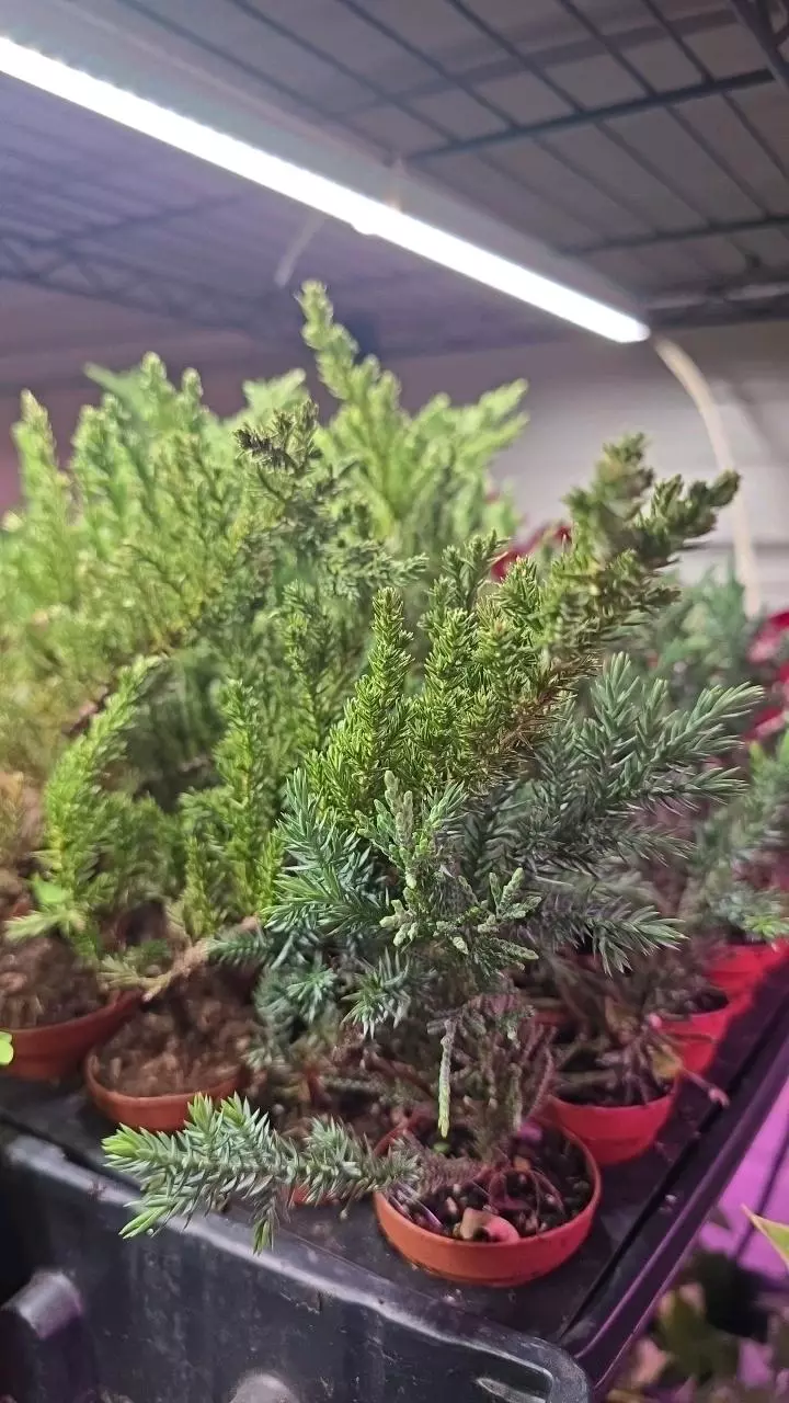 2in pre-bonsai pixie GC thumbnail