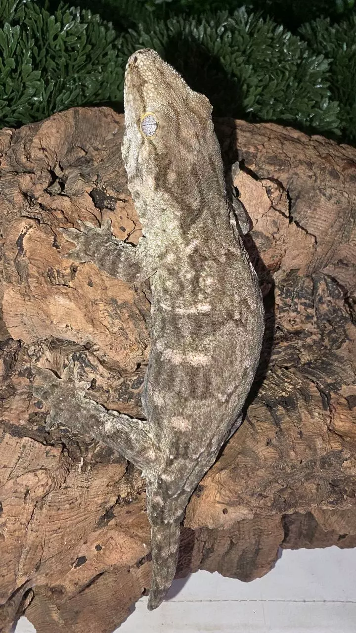 MTK Melanistic Leachianus thumbnail