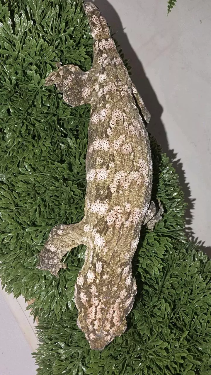 Leachianus F thumbnail